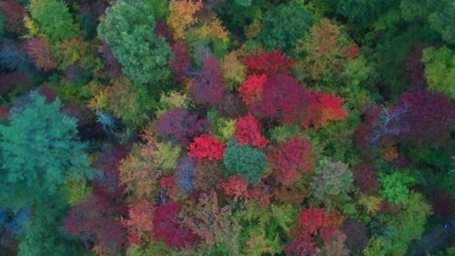 Luft-Drohnenansicht-des-Herbst--/-Herbstblattlaubs-auf-dem-Highway-215-von-oben.-Lebendige-gelbe,-orange-und-rote-Farben-in-Asheville,-NC-in-den-Blue-ridge-Mountains.