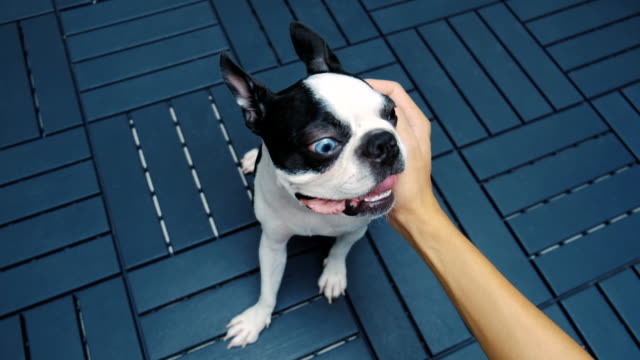 Boston-Terrier-Dog-Portrait-Caressed-by-person.-Close-up-of-Hand.-Love-and-Smile-feeling-Background