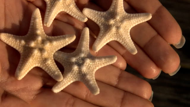 Young-latina-woman-holding-starfish
