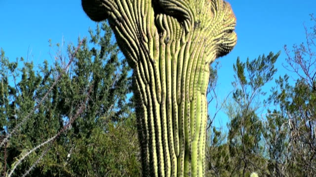 Cristate-Saguaro-Kaktus-HD