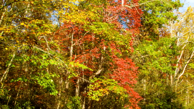 Ich-gegen-bis-zum-Herbst-farbigen-Bäume-in-die-Berge-von-North-Carolina