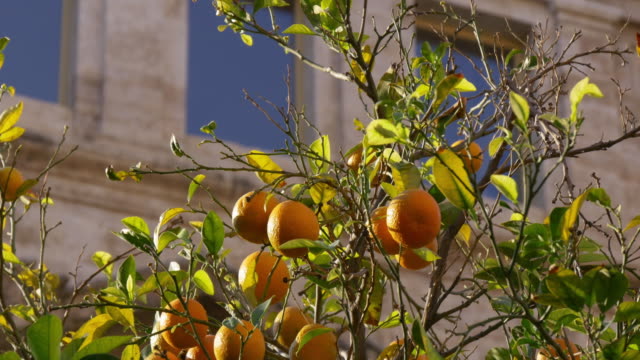 Sonne-Licht-Mandarinen-Baum-Nahaufnahme-4-k-Spanien