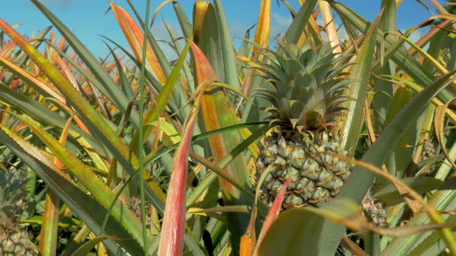 Field-of-pineapples