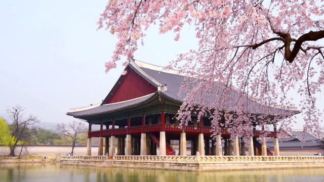 Flores-de-cerezo-en-primavera-de-Palacio-de-Gyeongbokgung-en-seoul,-Corea.