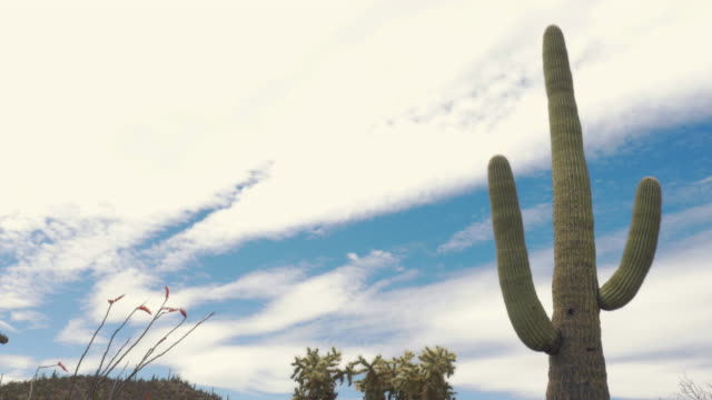 Saguaro-Cactus-in-the-Sonoran-Desert