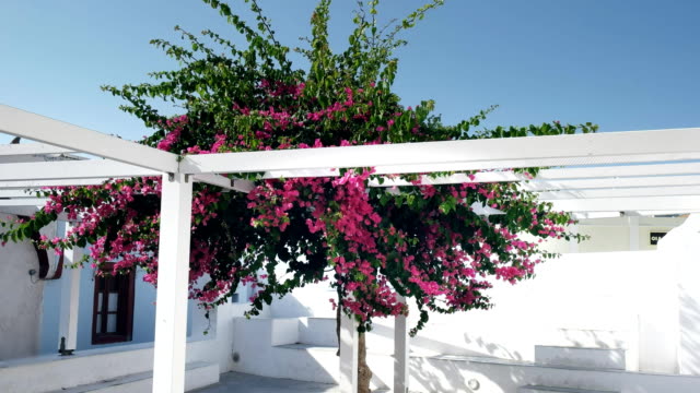 pink-bougainvillea-growing-in-the-village-of-oia,-santorini