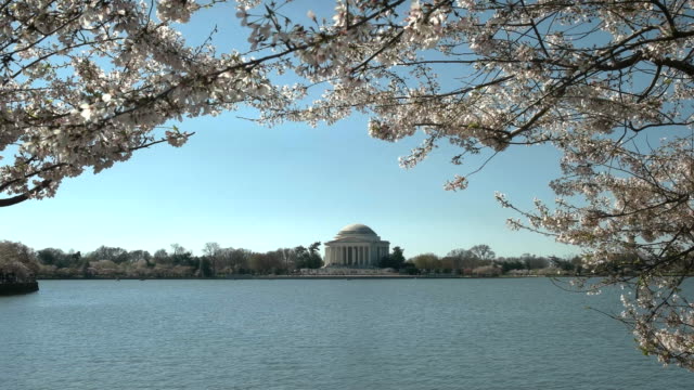 Morgen-Blick-auf-Jefferson-Memorial-und-Kirschblüten