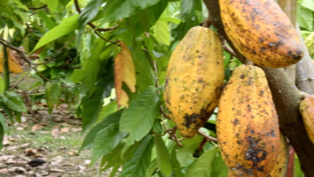 The-cocoa-tree-with-fruits.-Yellow-and-green-Cocoa-pods-grow-on-the-tree,-cacao-plantation-in-village-Nan-Thailand.