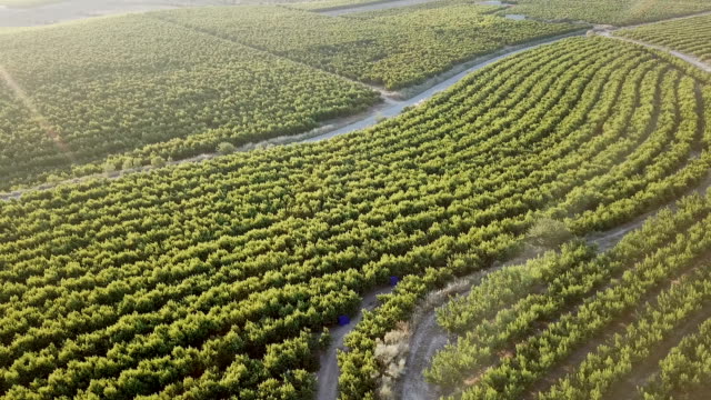 View-from-drone-of-ripe-peach-trees-garden