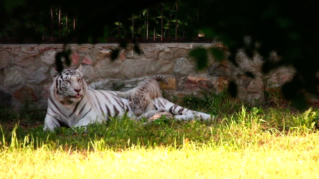 White-tigress