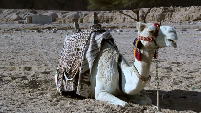 Alquile-un-camello