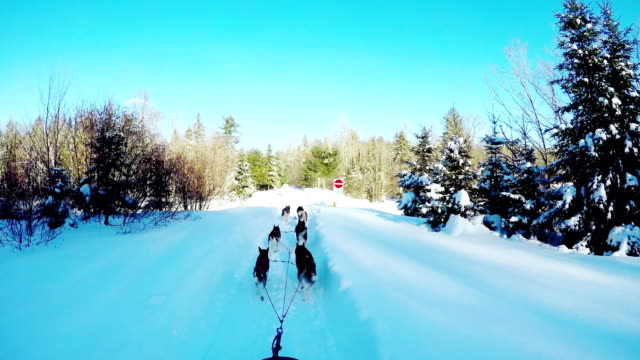 Siberian-dog-pulling-sleigh