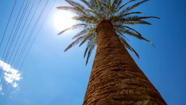 Palm-Tree-Sun-Flare-y-líneas-de-Cable-de-energía