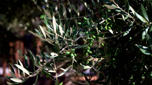 Olive-tree,-a-branch-of-fruit-tree.