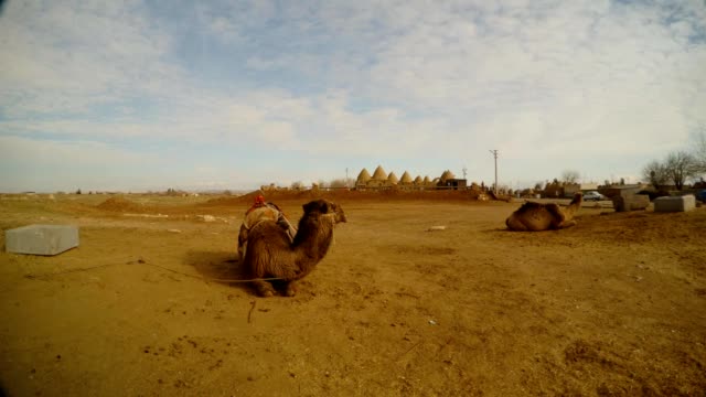 Kamele-liegen-auf-dem-Boden,-Lehmhäuser-in-der-Ferne-in-einem-arabischen-Dorf,-nahe-der-Grenze-zwischen-der-Türkei-und-Syrien
