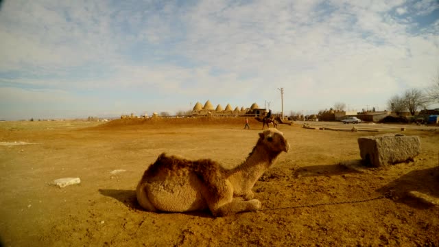 camello-se-encuentra-en-el-suelo,-otro-camello-rollos-a-la-chica-en-la-distancia,-el-sureste-de-Turquía,-en-la-frontera-con-Siria