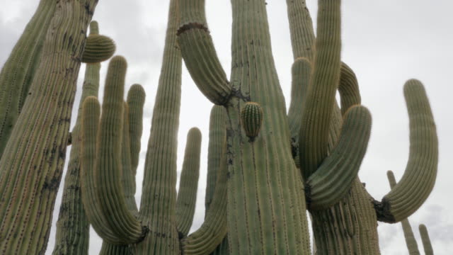 Familia-de-cactus-Saguaro-párense-en-un-círculo