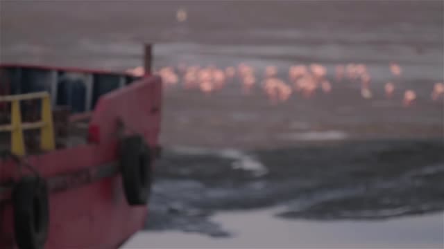 Shift-Fokus-der-migriert-Flamingos-Filter-Fütterung