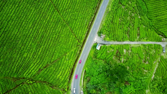 Top-view-of-winding-road-surrounded-by-tea-plants