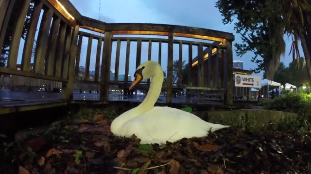 Cisne-blanco-protegiendo-su-nido-en-el-lago-Eola-en-el-centro-de-la-ciudad-de-Orlando,-Florida