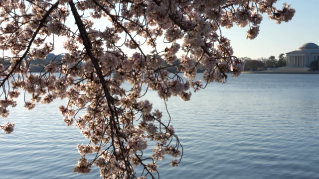 pan-of-sunlit-cherry-blossoms-and-the-jefferson-memorial