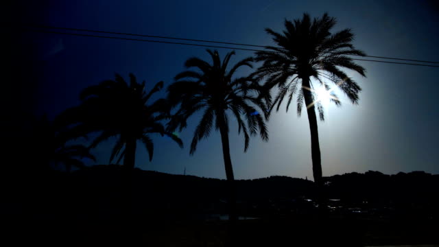 Ein-Spaziergang-durch-Palmen-mit-sonnigen-blauen-Himmel.-Ansicht-von-unten.-Sehr-glänzend-und-sonnigen-Sommer-schoss-mit-Lens-Flare-Effekt