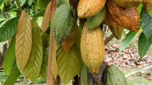 The-cocoa-tree-with-fruits.-Yellow-and-green-Cocoa-pods-grow-on-the-tree,-cacao-plantation-in-village-Nan-Thailand.