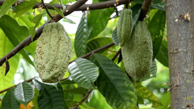Der-Kakao-Baum-mit-Früchten.-Gelbe-und-grüne-Kakao-Hülsen-wachsen-auf-dem-Baum,-Kakao-Plantage-im-Dorf-Nan-Thailand.