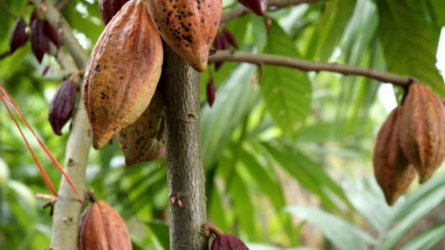 El-árbol-de-cacao-con-frutas.-Amarillas-y-verdes-las-vainas-de-cacao-crecen-en-el-árbol,-plantación-de-cacao-en-el-pueblo-de-Tailandia-de-Nan.