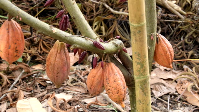 Der-Kakao-Baum-mit-Früchten.-Gelbe-und-grüne-Kakao-Hülsen-wachsen-auf-dem-Baum,-Kakao-Plantage-im-Dorf-Nan-Thailand.