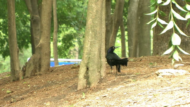 Pájaro-negra-en-el-parque