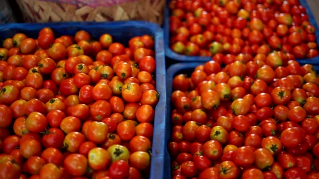 Fresh-Red-tomatoes-vegetables-from-farm