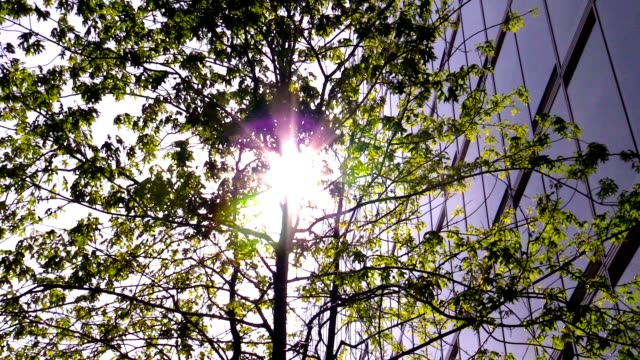 Árboles-en-la-luz-del-sol-en-el-edificio-de-oficinas