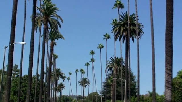 Árboles-de-palma-de-Beverly-Hills