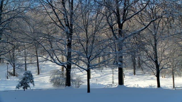 Wald-im-winter