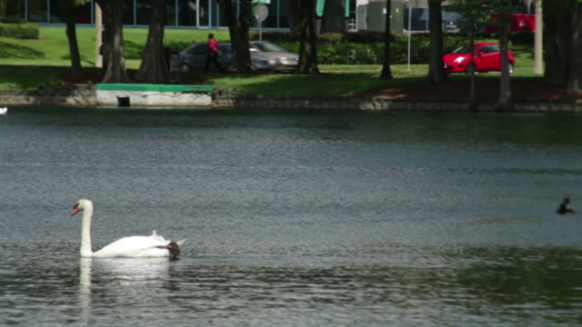 Cisnes-en-el-lago-Eola-Park