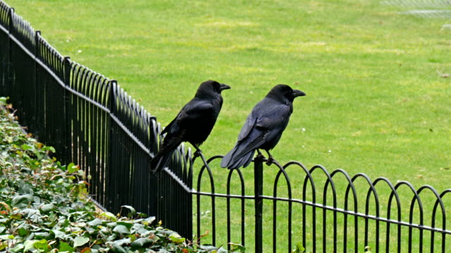 The-black-fence-of-the-tower-with-two-ravens