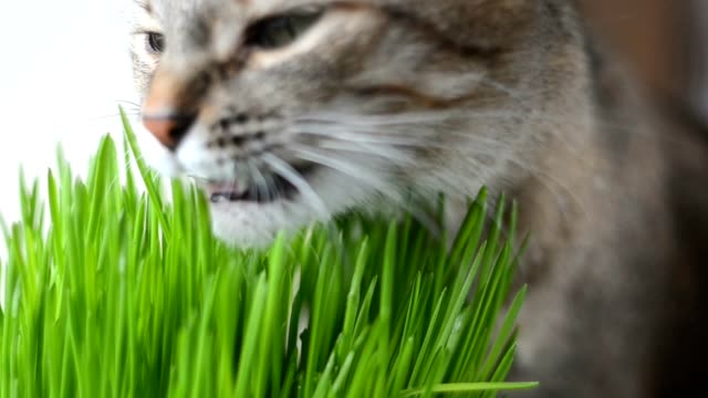 Glückliche-Katze-essen-frischen-grünen-Rasen
