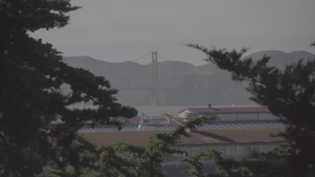 The-Golden-Gate-Bridge-through-trees----uncolored-log-footage