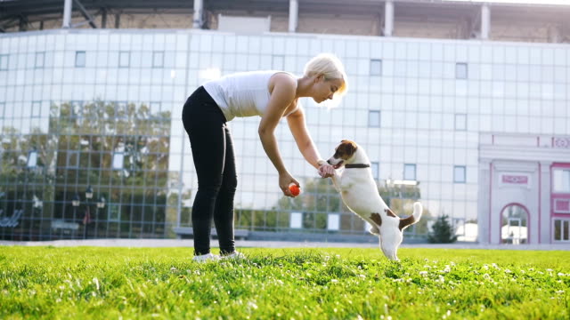 Young-woman-training-little-cute-jack-russel-terrier-in-park