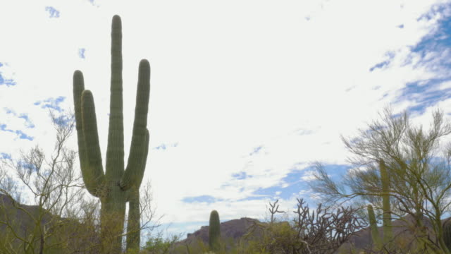 Establishing-Shot-of-the-Sonoran-Desert