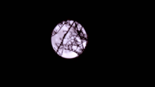 Luna-llena-levantándose-detrás-de-árboles