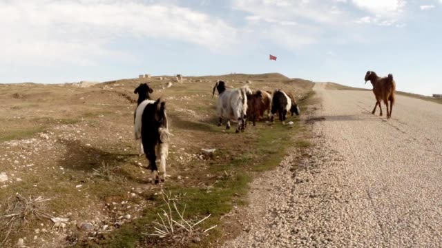 someone-follows-a-herd-of-goats-on-the-road-to-the-wasteland,-a-flag-in-the-distance