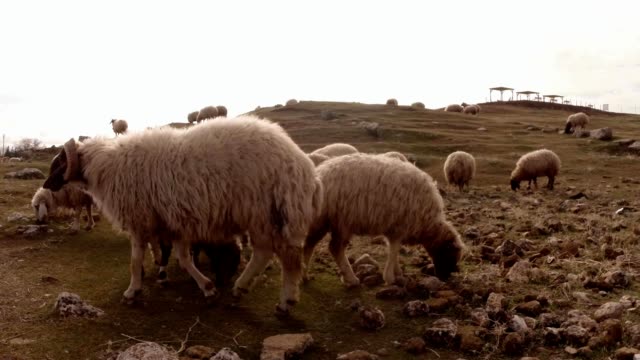 orejas-caídas-peludas-ovejas-pastan-en-una-colina-al-este-de-Turquía,-frontera-con-Siria