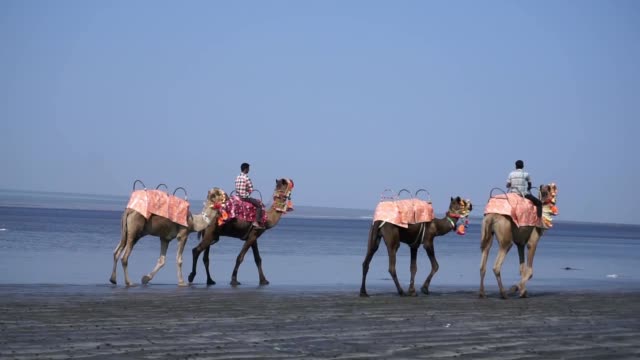 Kamel-Zug-fährt-entlang-des-Strandes-in-Indien