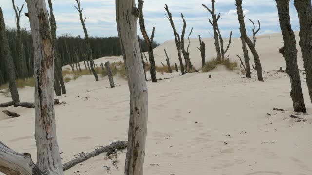 Trockene,-abgestorbene-Bäume-und-Äste-auf-Sandy-Desert