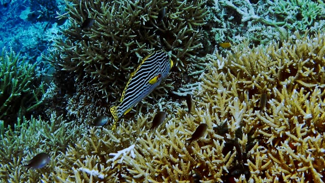 Nahaufnahme-von-Süsslippen-Kaiser-Fisch-über-harten-Korallen-Feld-am-Rand-des-Riffs,-Kri-Insel,-Raja-Ampat,-Indonesien