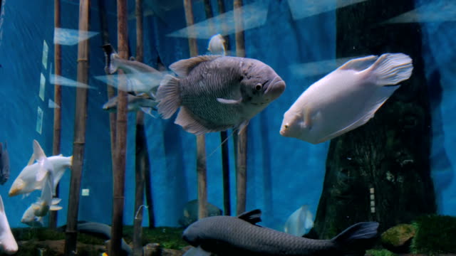 Verschiedene-Fische-schwimmen-im-riesigen-aquarium