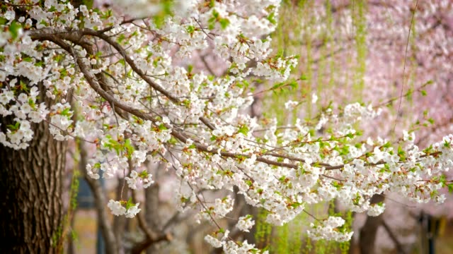 Blooming-sakura-cherry-blossom