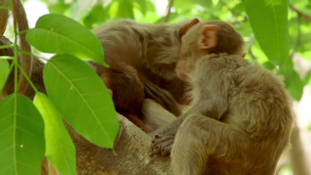 Infant_monkey_in_tree_wakes_up